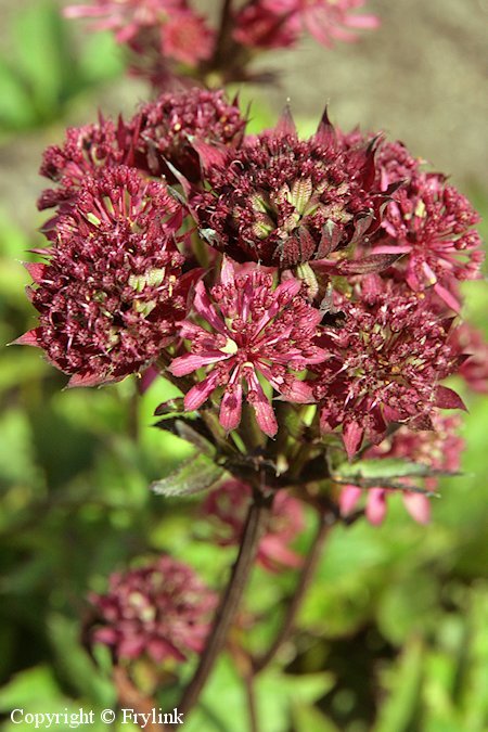 Astrantia major 'Ruby Wedding', isotähtiputki